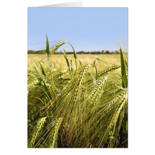 Rye Cards (Front)