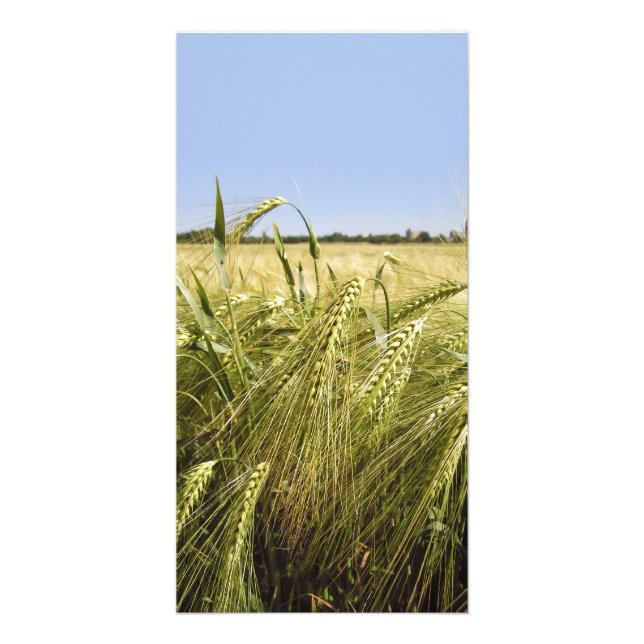 Rye Grain Botanical Nature Card (Front)