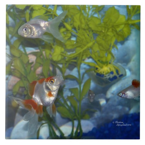 Ryukin goldfish platys Tile