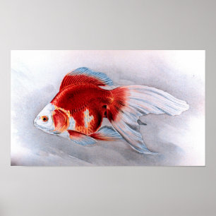 Ryukin goldfish poster