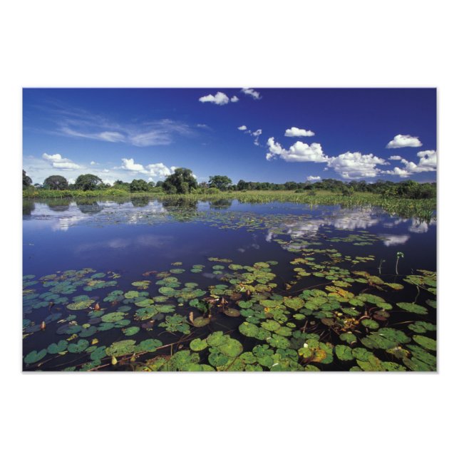 S.A., Brazil, Waterways in Pantanal Photo Print (Front)