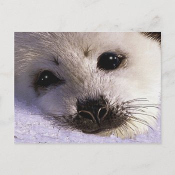 S.o.s. Save Our Harp Seals Postcards by RavenSpiritPrints at Zazzle