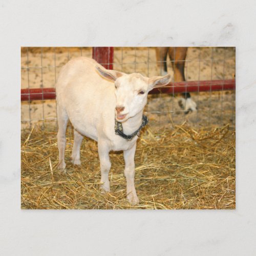 Saanen doeling goat mouth open postcard