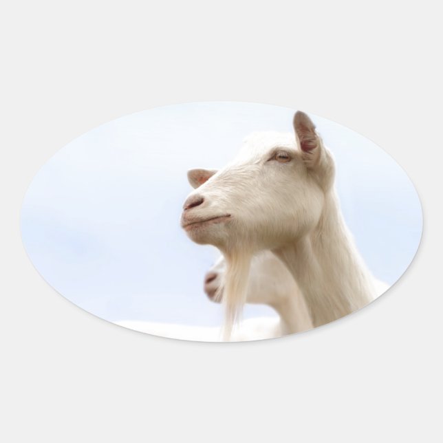 Saanen goat oval sticker (Front)