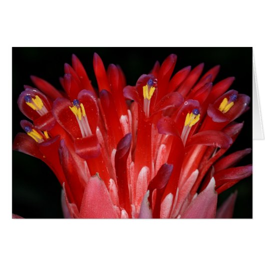 SABA: Billbergia pyramidalis (Front Horizontal)