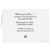 SABA: Billbergia pyramidalis (Back Horizontal)