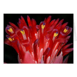 SABA: Billbergia pyramidalis Cards