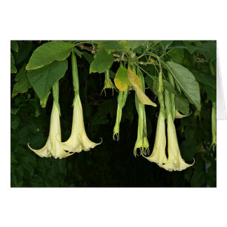 SABA: Brugmansia suaveolens Cards