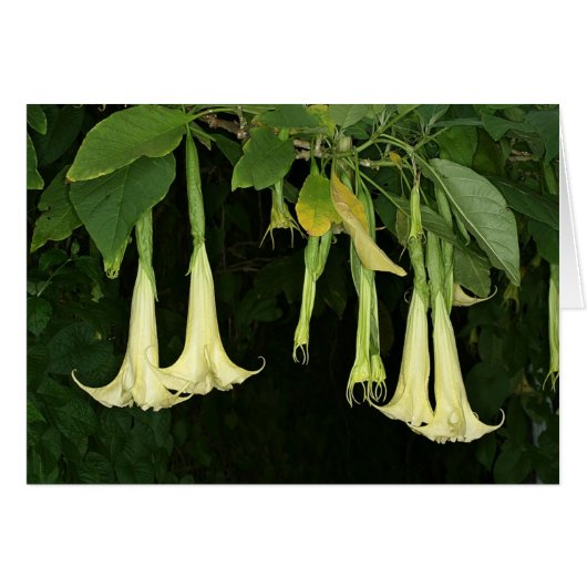 SABA: Brugmansia suaveolens Cards (Front Horizontal)
