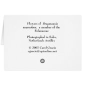 SABA: Brugmansia suaveolens Cards (Back Horizontal)