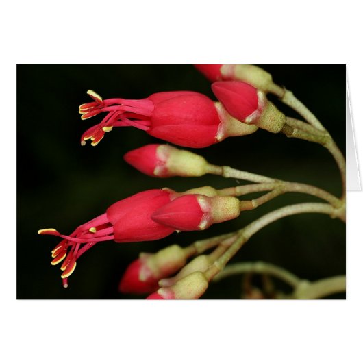 SABA: Charianthus purpureus Cards (Front Horizontal)
