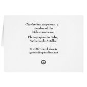 SABA: Charianthus purpureus Cards (Back Horizontal)