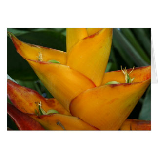 SABA: Heliconia caribbaea Cards