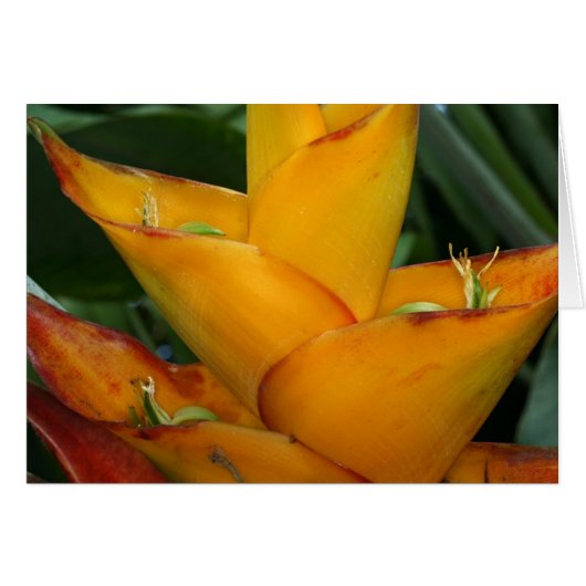 SABA: Heliconia caribbaea Cards (Front Horizontal)