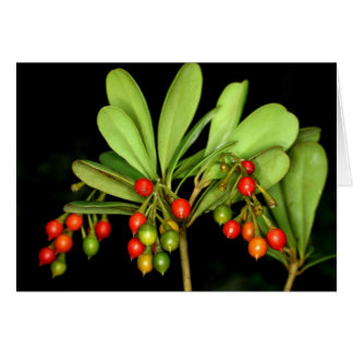SABA: Jacquinia arborea Cards