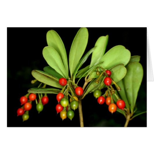 SABA: Jacquinia arborea Cards (Front Horizontal)