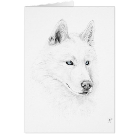 Saber A Siberian Husky Drawing Art Blue Eyes (Front)