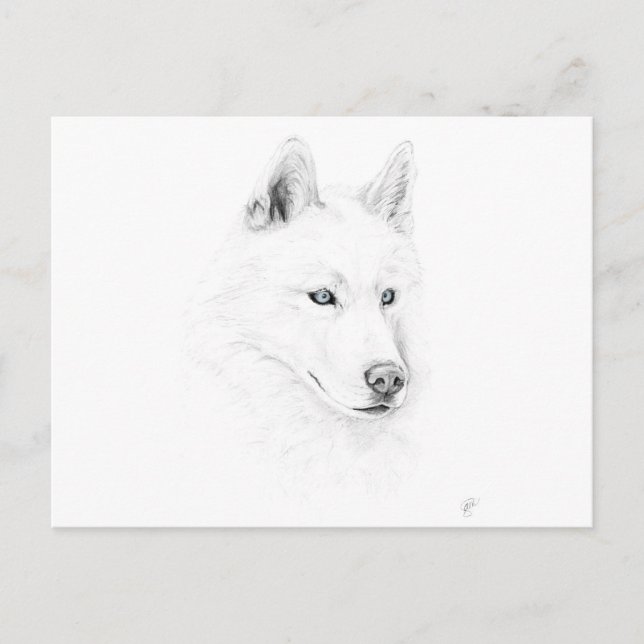 Saber A Siberian Husky Drawing Art Blue Eyes Postcard (Front)