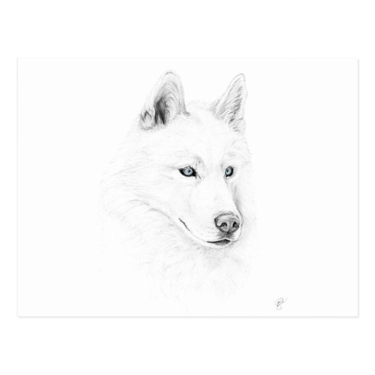 Saber A Siberian Husky Drawing Art Blue Eyes Postcard | Zazzle.com