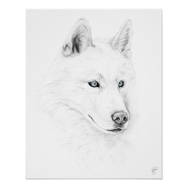 Saber A Siberian Husky Drawing Art Blue Eyes Poster (Front)
