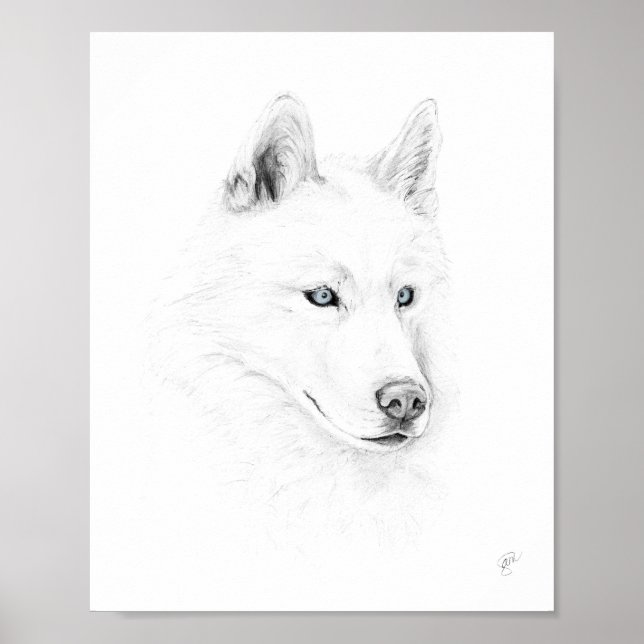 Saber A Siberian Husky Drawing Art Blue Eyes Poster (Front)