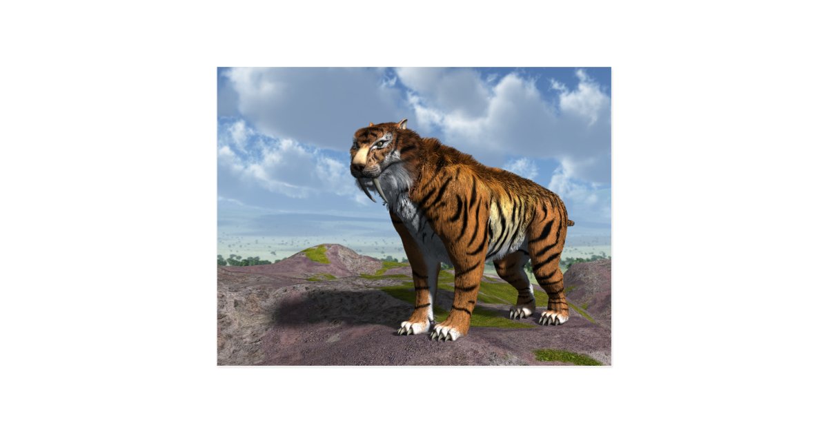 Saber Tooth Tiger Postcard | Zazzle.com