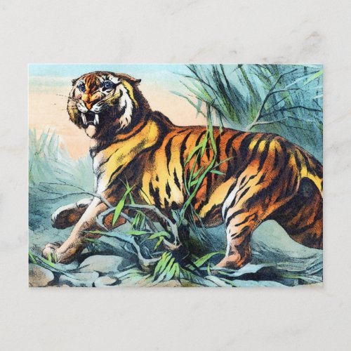 Saber Toothed Tiger Postcard