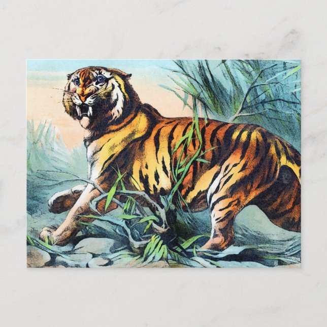 Saber Toothed Tiger Postcard (Front)