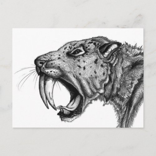 sabertoothPENCIL Postcard