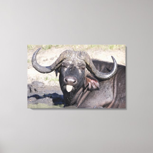 Sabi Sands Conservancy, Mpumalanga Province, Canvas Print (Front)