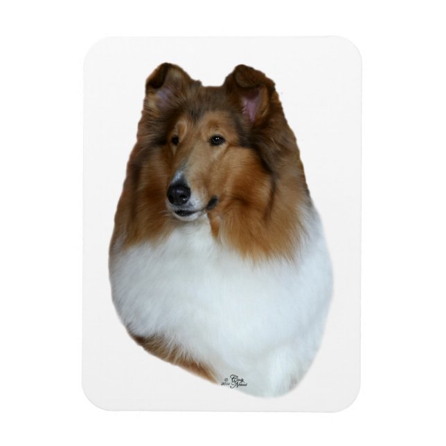 Sable and white Collie head Magnet (Vertical)