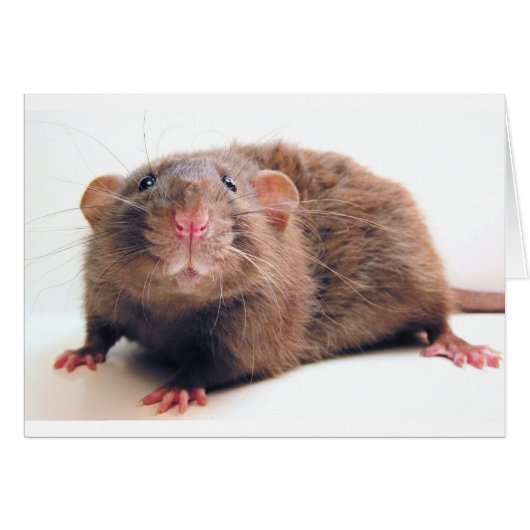 Sable Burmalicious (Front Horizontal)