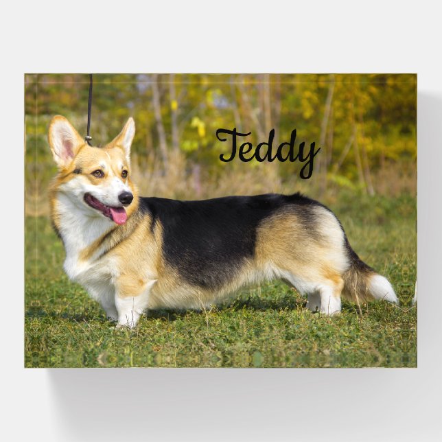 Sable Cardigan Welsh Corgi Dog Paperweight (Front)