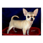 Sable Chihuahua card (Front Horizontal)