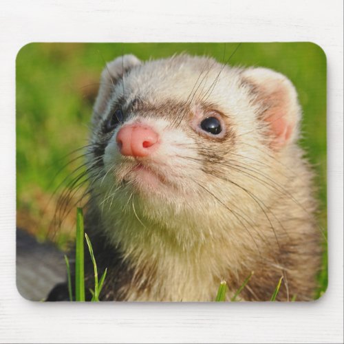Sable Ferret in the Grass Mouse Pad