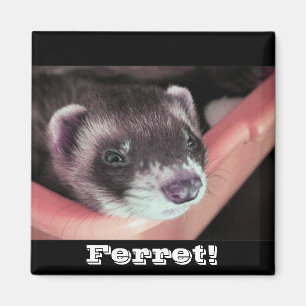 Sable Ferret Magnet