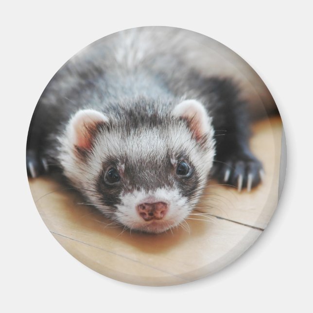 Sable Ferret Magnet (Front)