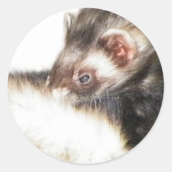 Sable Ferret Picture Classic Round Sticker by Visages at Zazzle