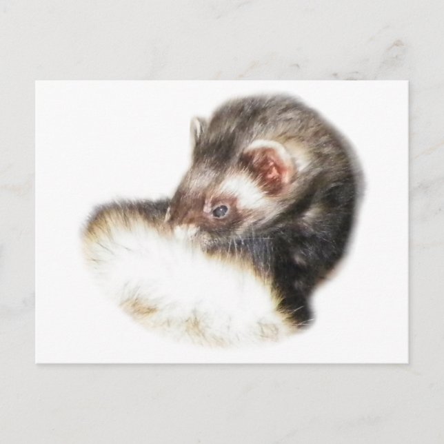 Sable Ferret Picture Postcard (Front)