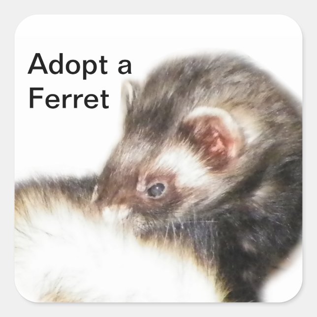 Sable Ferret Picture Square Sticker (Front)