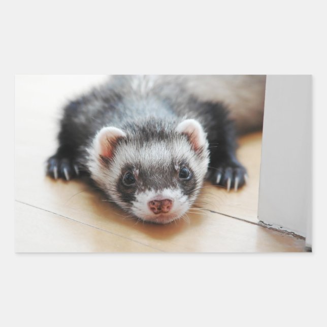 Sable Ferret Rectangular Sticker (Front)