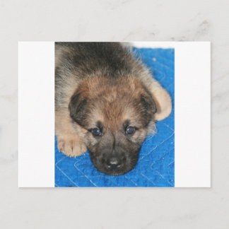 Sable GSD Puppy "Jack" Postcard