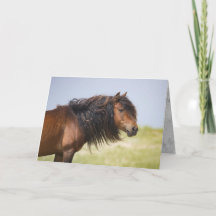 Sable Island Stallion - Wild Horse Greting Card