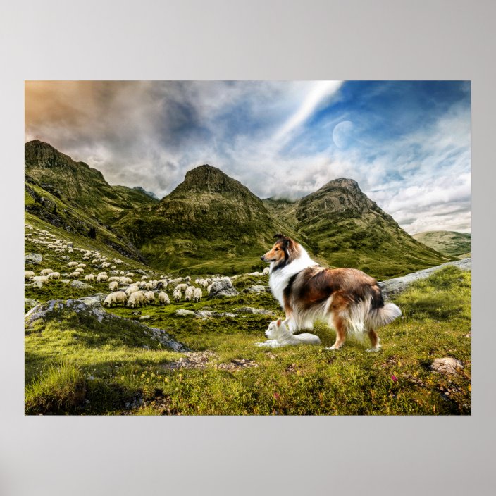 rough collie herding sheep