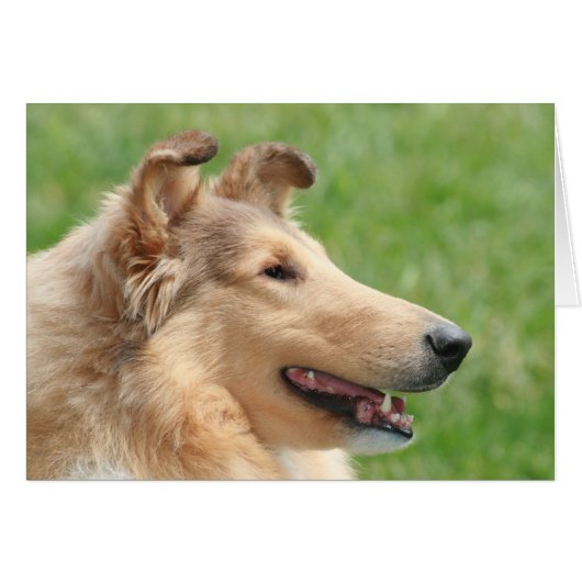 Sable Rough Collie Cards (Front Horizontal)