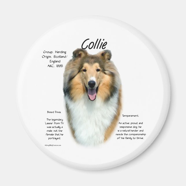 Sable Rough Collie Meet the Breed - Magnet (Front)