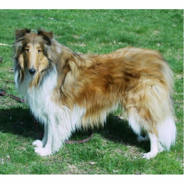 Sable Rough Collie Statuette (Front)