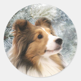 Sable Sheltie Christmas Classic Round Sticker
