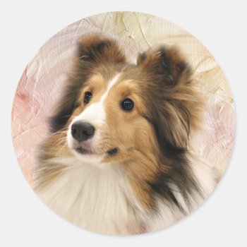 Sable Sheltie Face Classic Round Sticker by deemac1 at Zazzle