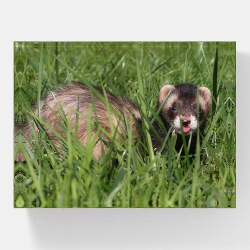 Sable Weasel Picture Cute Ferret Paperweight